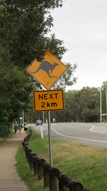 Kangaroo crossing