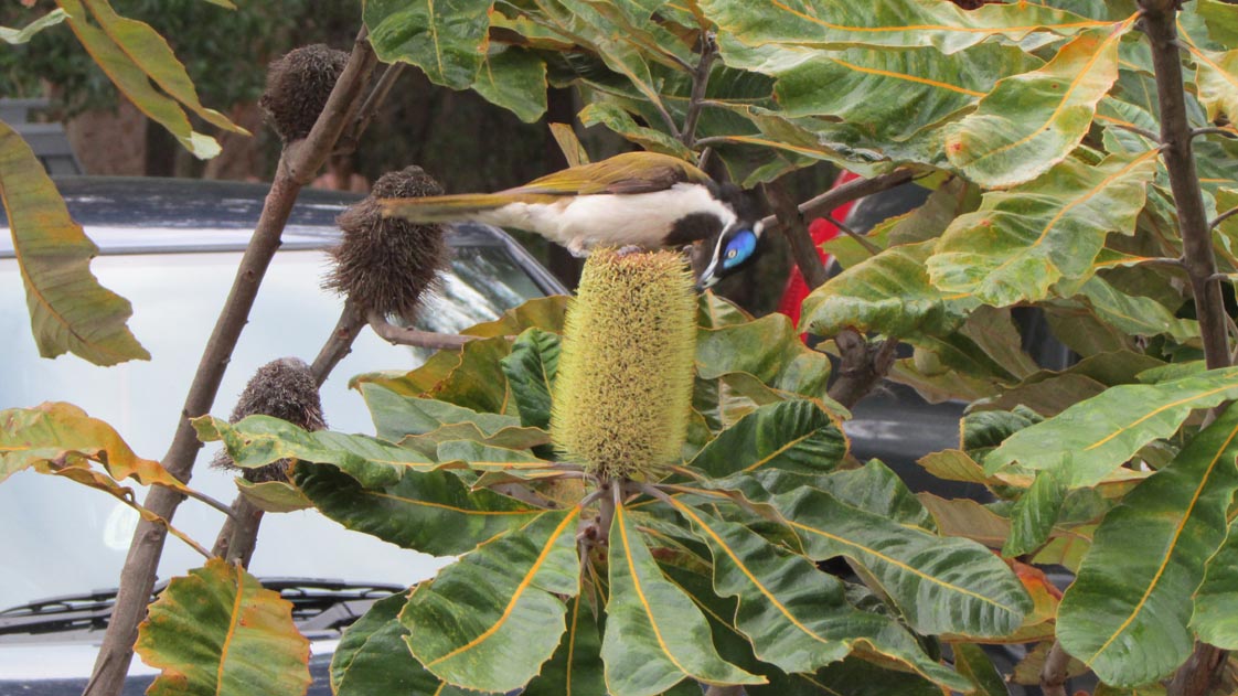 Bird at Mt. Coolum park