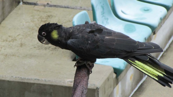 Yellow-tailed Black Cockatoo(