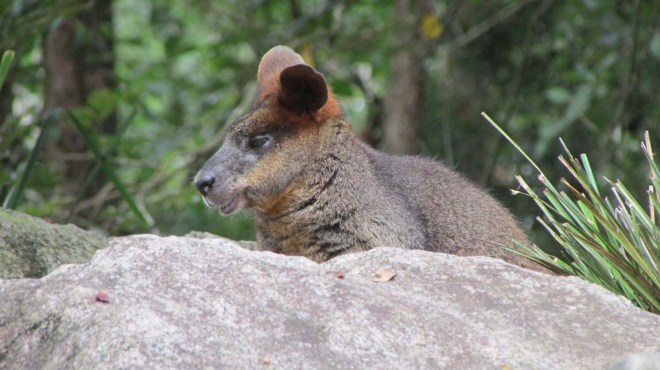 Wallaby