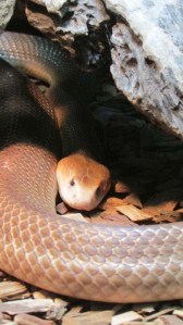 The dreaded taipan