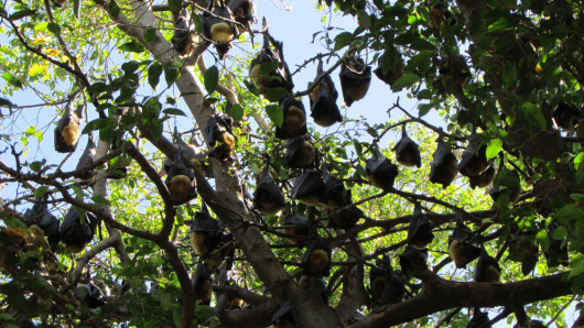 Bats in tree behind Cairns bus stop