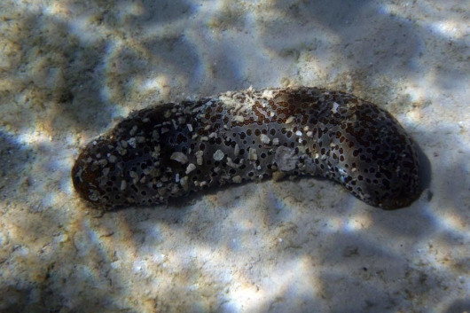 Sea cucumber