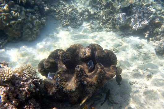 Giant clam