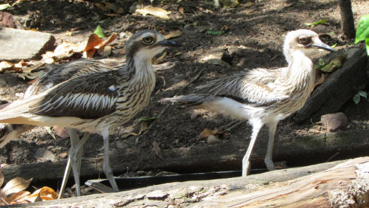 Curlews