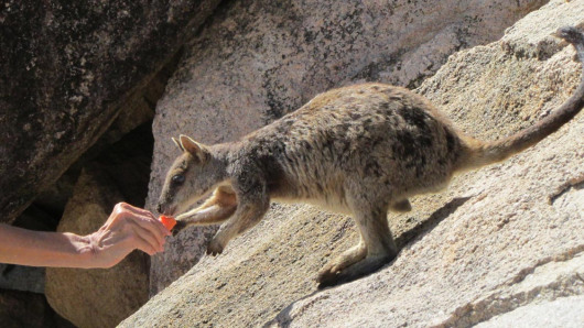 Rock Wallaby on Geoffrey Bay, Magnetic Island