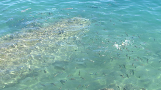 Fish on Geoffrey Bay, Magnetic Island