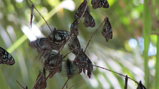 Blue Tiger butterflies