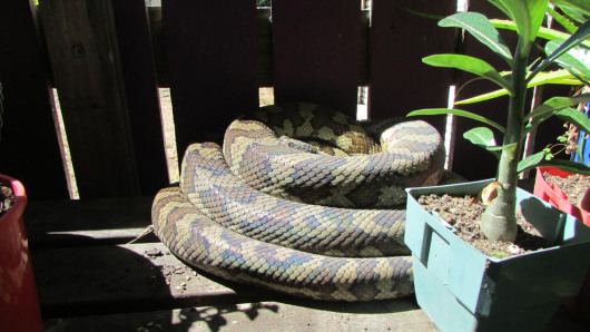 carpet python townsville