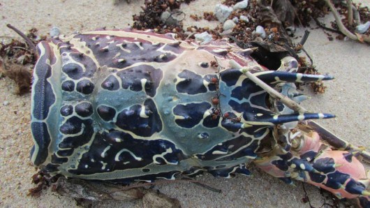 painted cray magnetic island