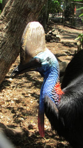 Cassowary