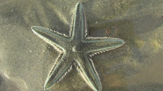 upside down starfish