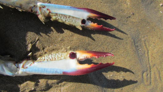 colorful crab claws