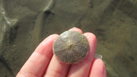 live sand dollar