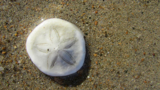 sand dollar blacks beach mackay