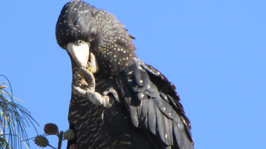 red tailed black cockatoo mackay