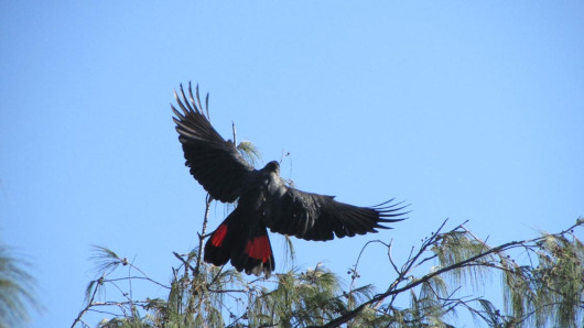 red tailed black cockatoo