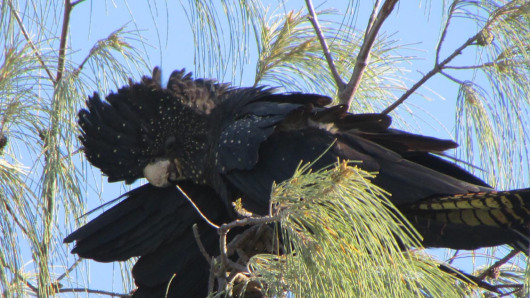 red tailed black cockatoos