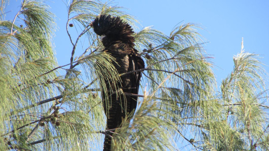 red tailed black cockatoo