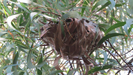 abandoned green ant nest