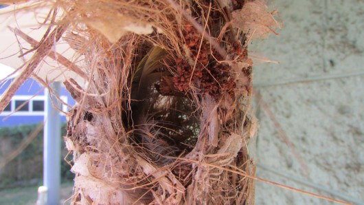 sunbird nest