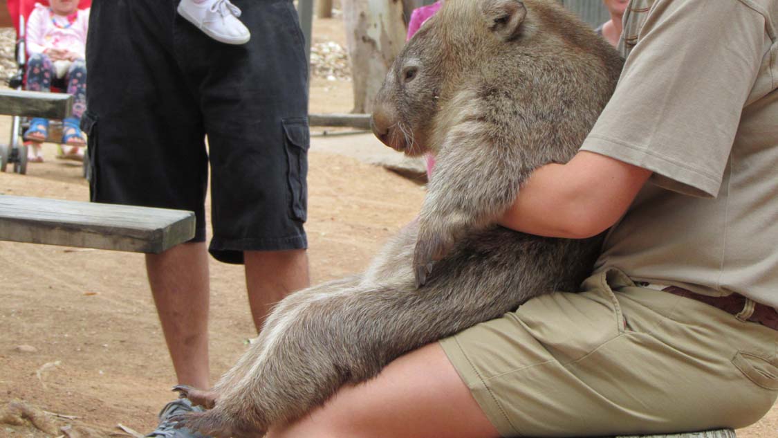 Slouchy Wouchy Wombat