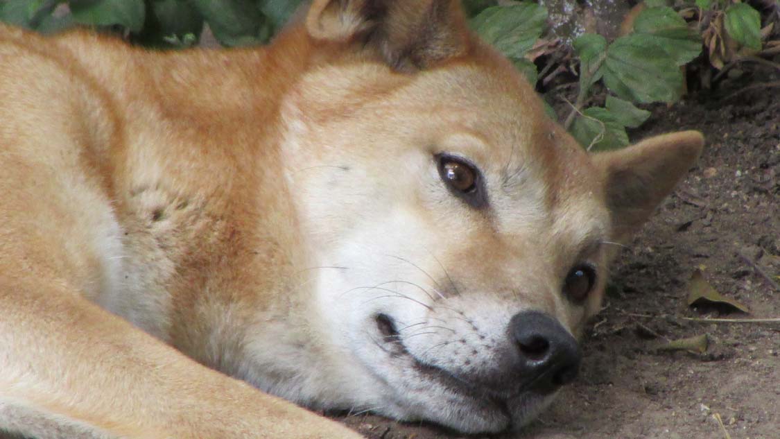 dingo