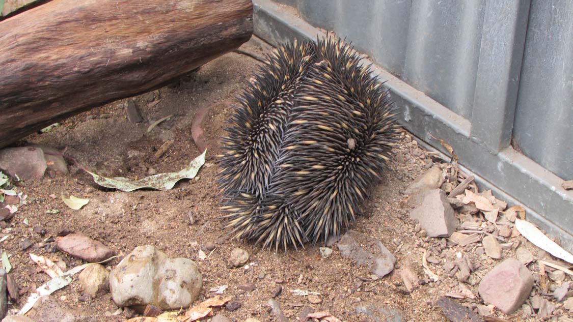 echidna