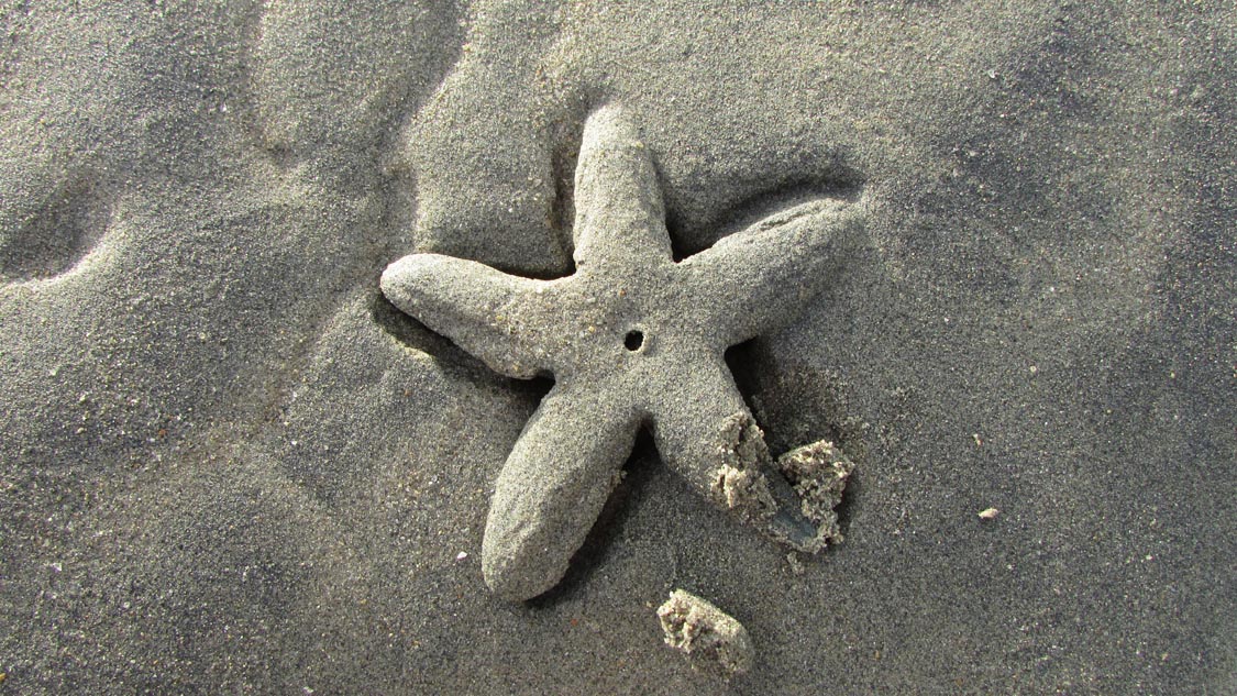 starfish buried in sand
