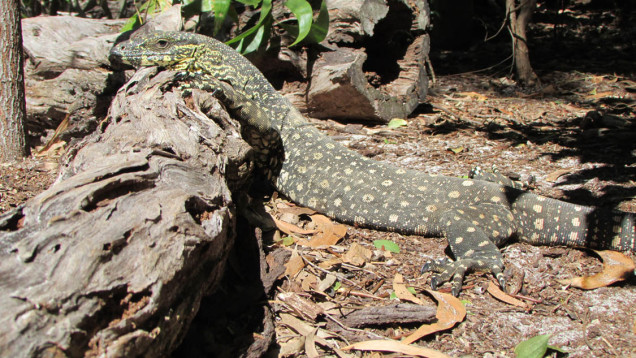 lace monitor whitehaven beach