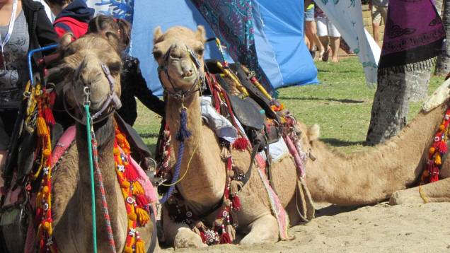 More camels on the beach