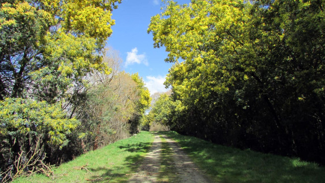 Acacia baileyana or Cootamundra wattle