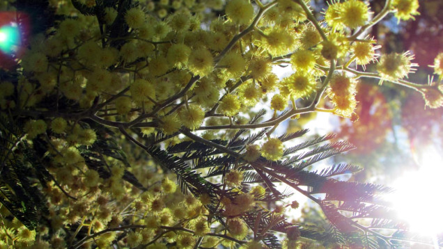 Acacia baileyana or Cootamundra wattle