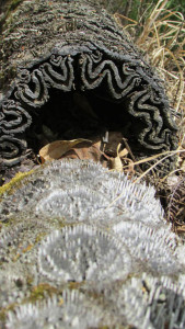 Tree ferns