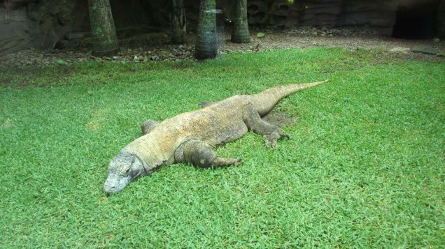 Komodo resting at Australia Zoo