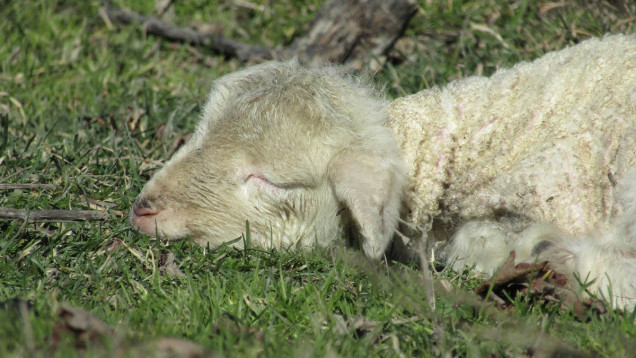 new zealand lamb