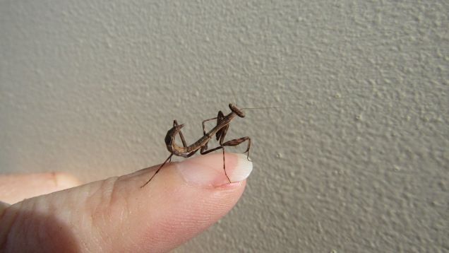 baby mantis