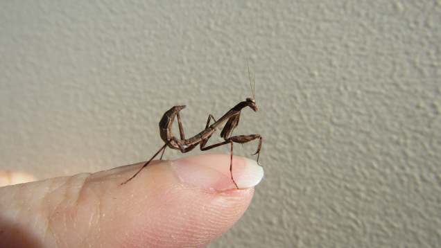 baby mantis