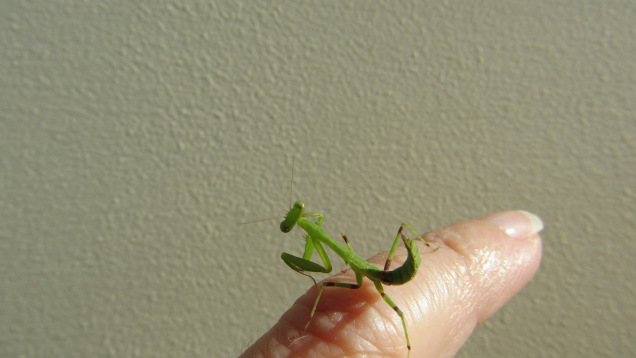 baby mantis