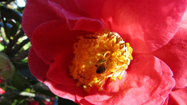 Bee inside a camellia bloom