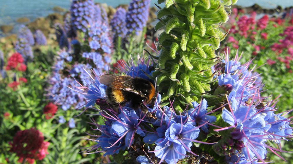 napier purple flowers bee