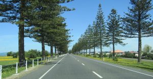 napier main road pine trees