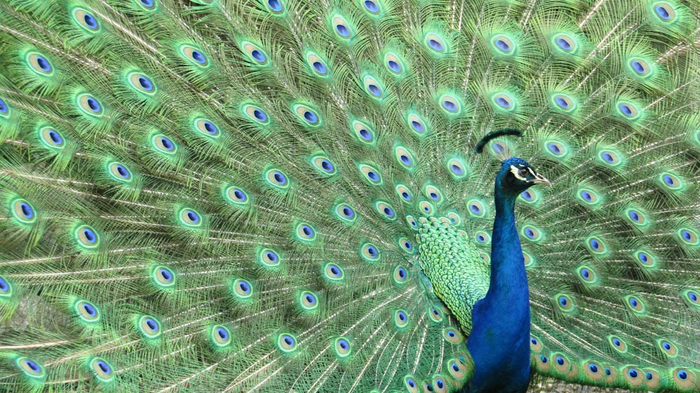 thermal walkway taupo peacocks