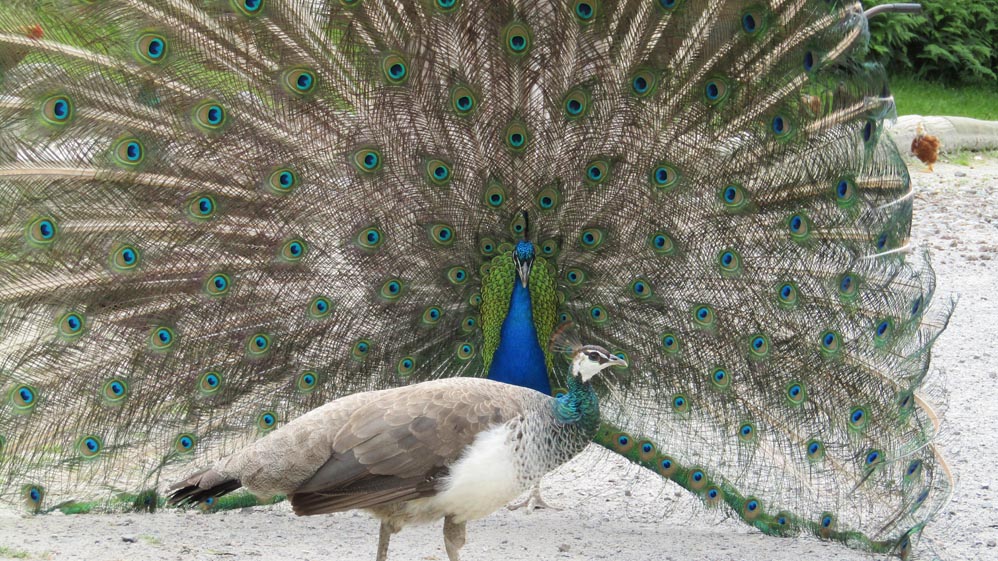 thermal walkway taupo peacocks