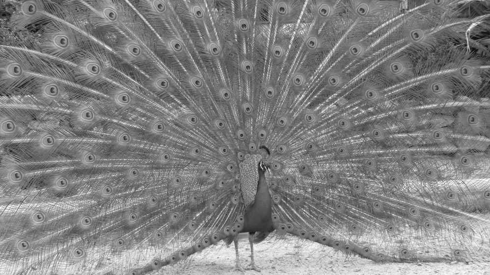 thermal walkway taupo peacocks