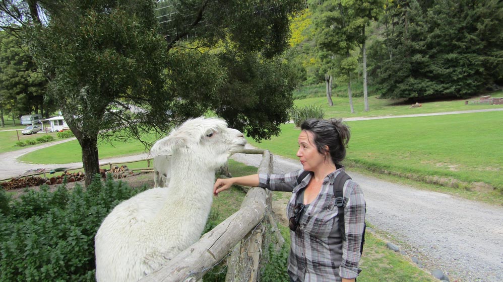 thermal walkway taupo alpaca