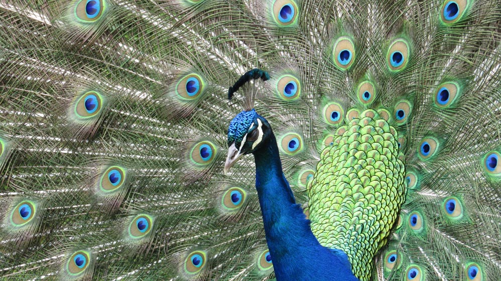 thermal walkway taupo peacocks