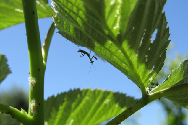 Baby mantis on the raspberry bush