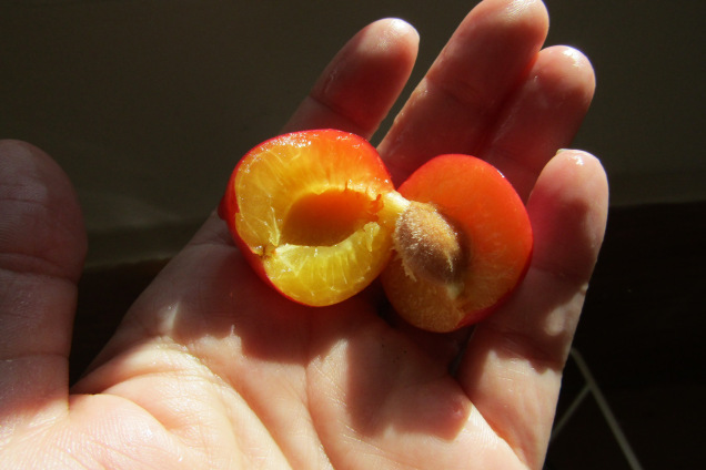 New Zealand cherry plum 