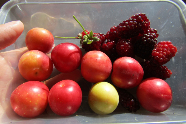 New Zealand cherry plum loganberries